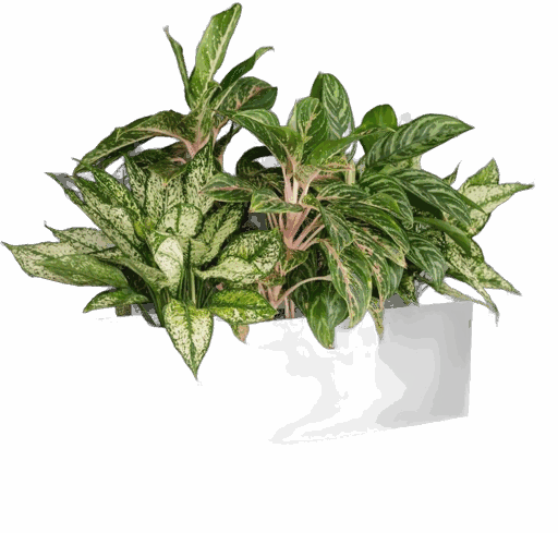 Tabletop Rectangle