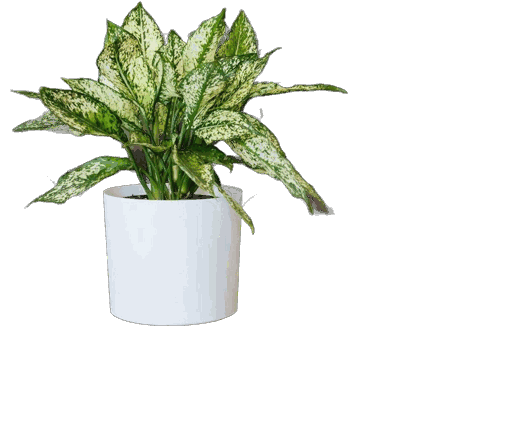 Plastic Tabletop Cylinder