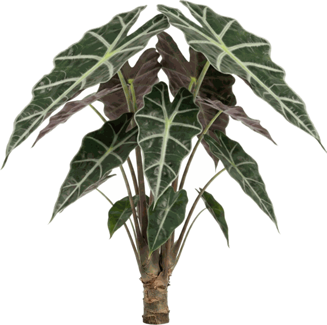 Alocasia Asst.