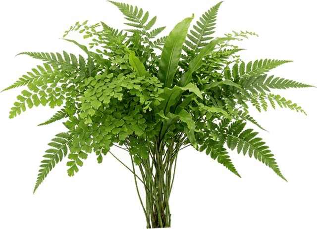 Assorted Fancy Fern