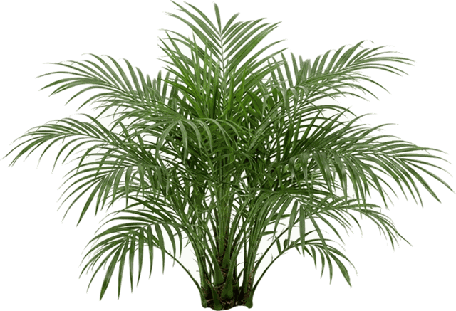Chamaedorea 'Horace Anderson'