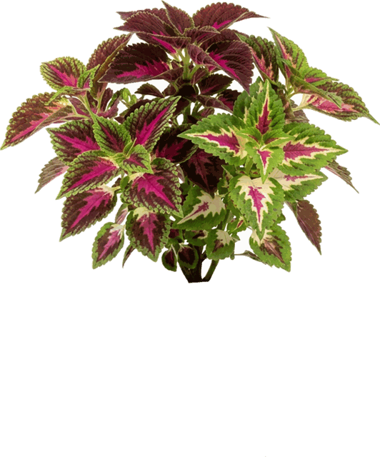 Coleus Assorted 6"