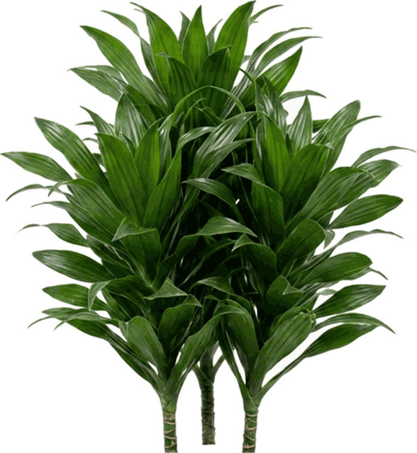 Dracaena Dragon Series Compact