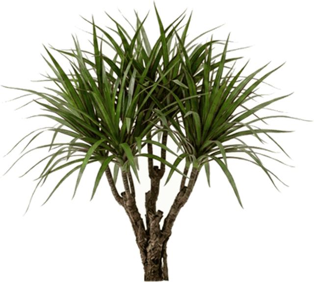 Dracaena Marginata 'Woody Character' 17"