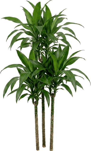 Dracaena 'Pele' Character 9"