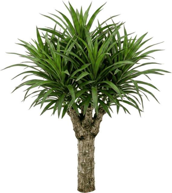 Dracaena Anita Stump