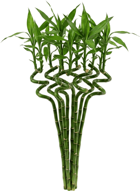 Dracaena sanderiana 'Lucky Bamboo' Spiral