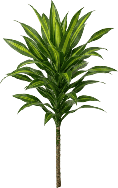 Dracaena stederii 'Jelle' 6"