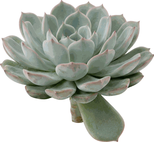 Echeveria Glauca v. pumula