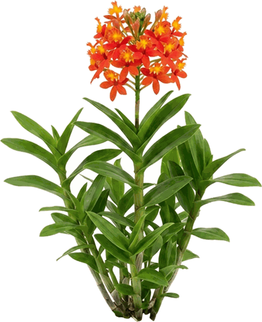 Epidendrum Ground Orchid