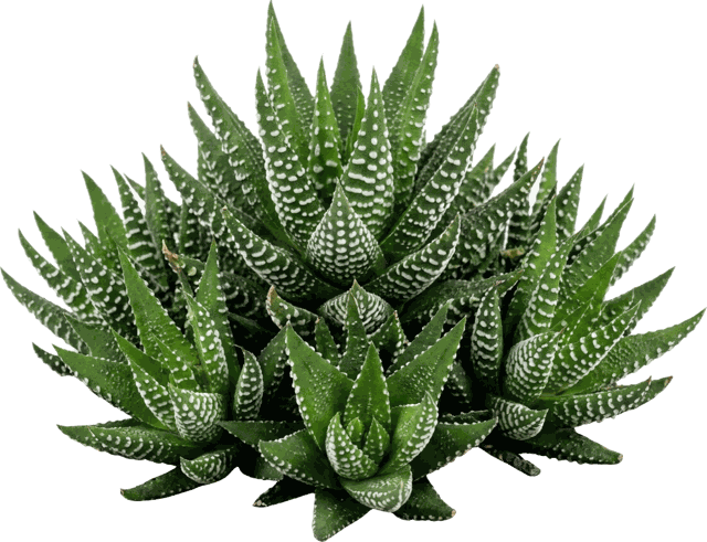Hawthoria Assorted 4" CAL