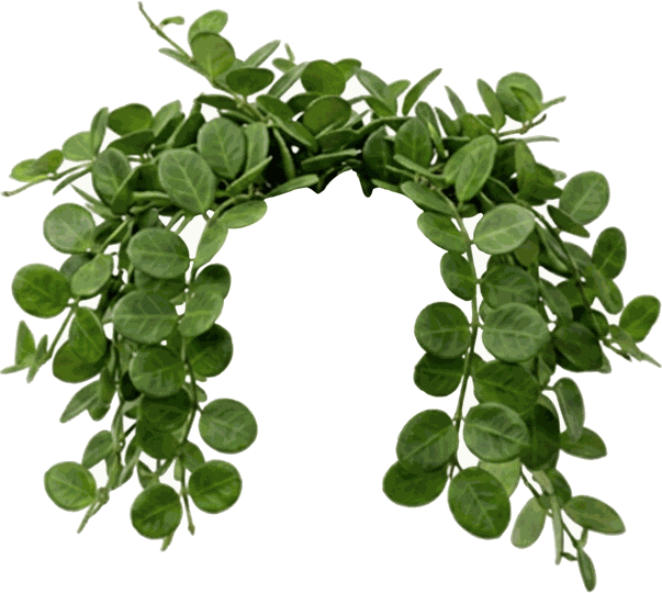 Hoya Incurvulata Hanging Basket