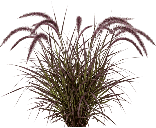 Pennisetum setaceum Rubrum 'Purple Fountain Grass'