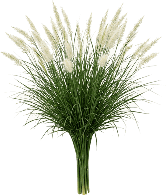 Pennisetum setaceum 'White Fountain Grass'