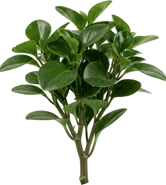 Retail Plants - Assorted