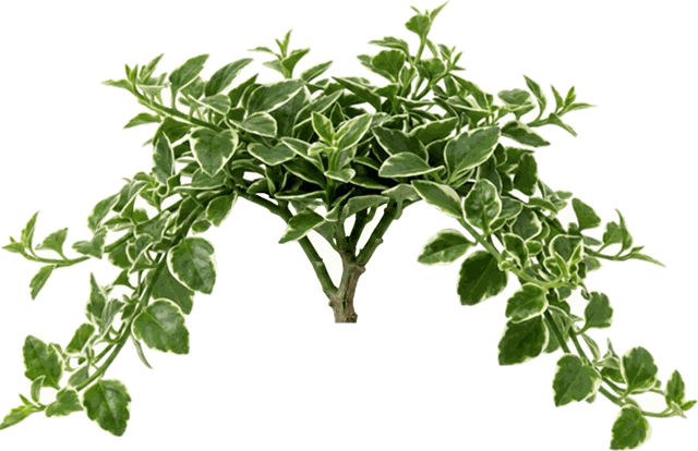 Senecio Macroglossus 'Wax Ivy'