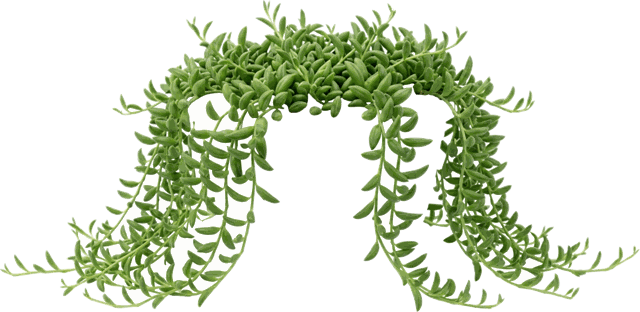 Senecio radicans 'String of Bananas' Hanging Basket