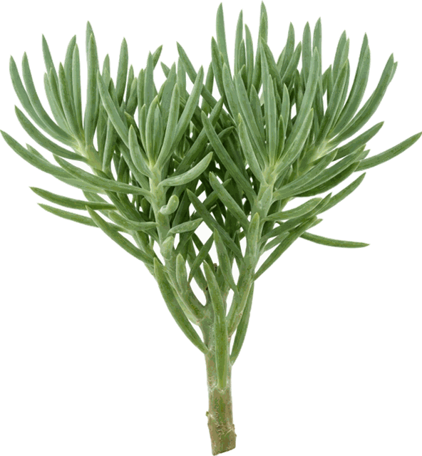 Senecio vitalis 4"