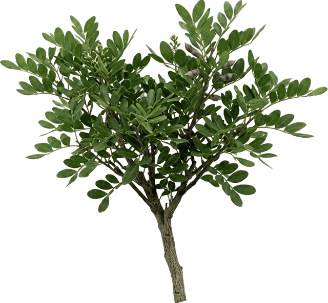 Sophora secundiflora 'Texas Mtn. Laurel' 17"