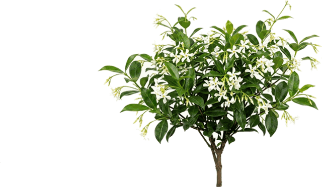 Star Jasmine Bush