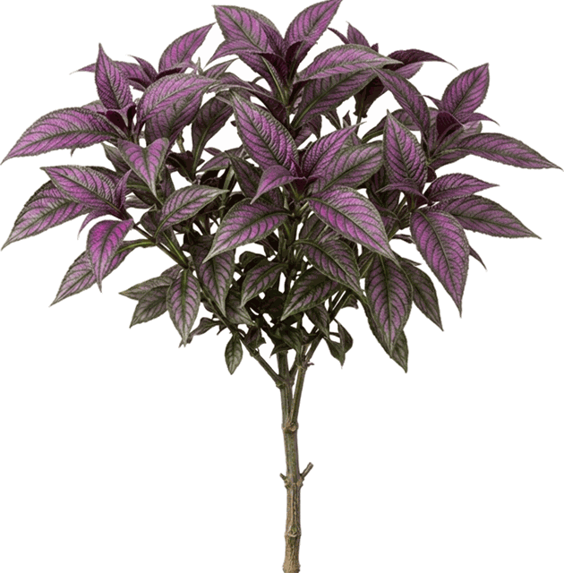 Strobilanthes dyerianus 'Persian Shield'