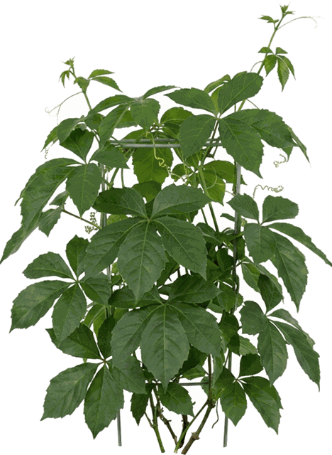 Tetrastigma sp. 'Chestnut Vine'
