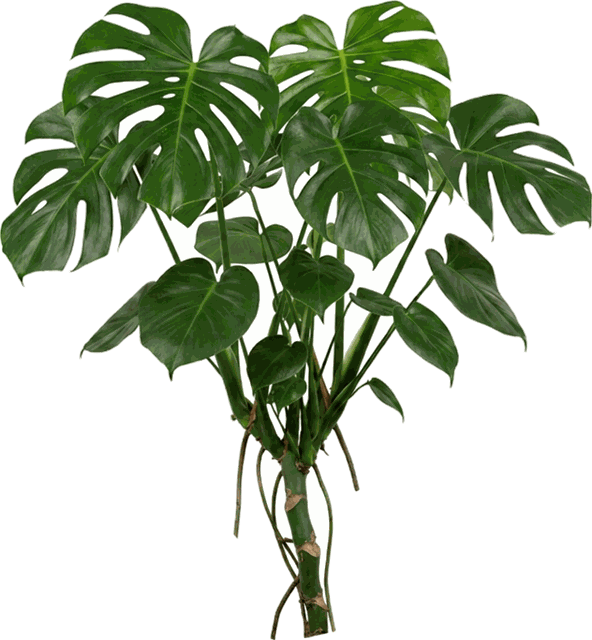Tropical Foliage 4"