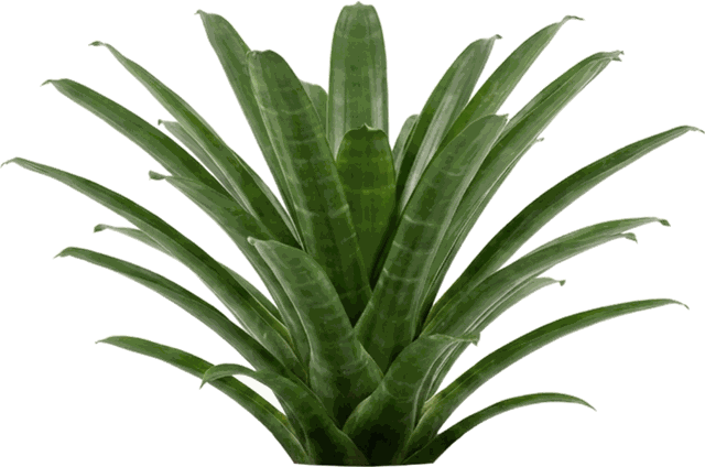 Vriesea Kupperiana