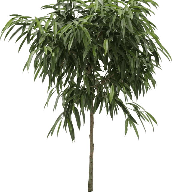 Alii Ficus