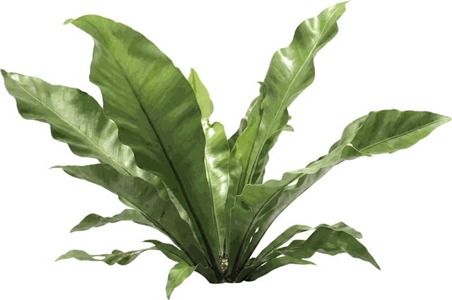 Birdnest Fern