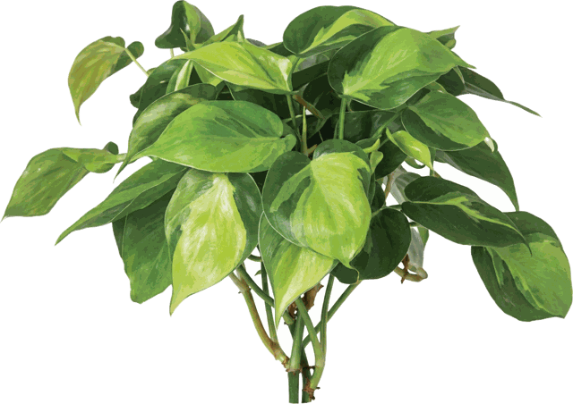 Brasil Philodendron
