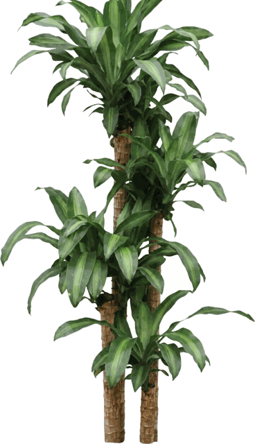 Corn Plant