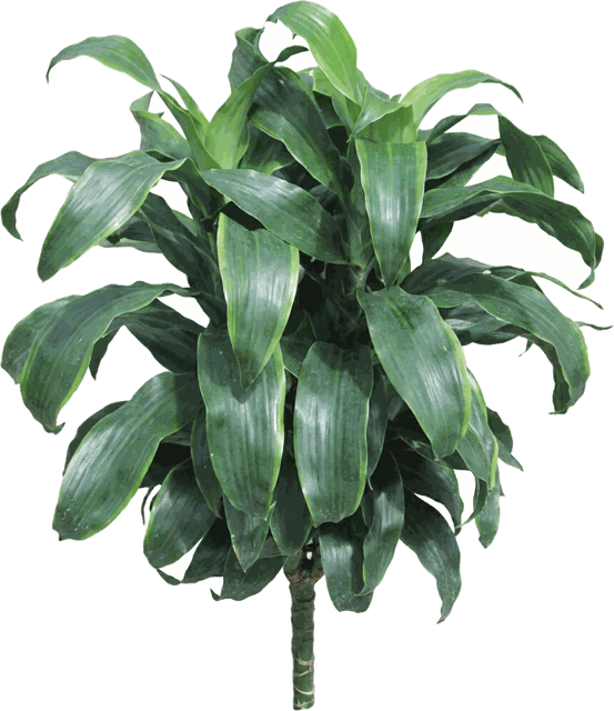 Dracaena Dorado