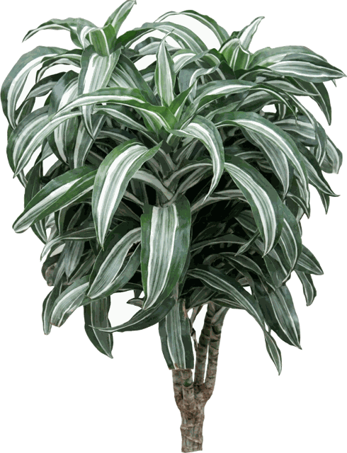 Dracaena Jade Jewel