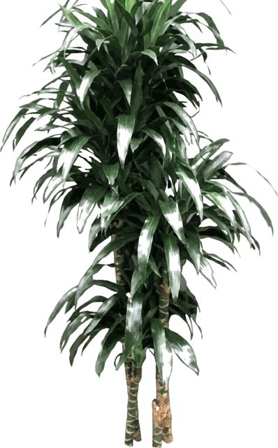 Dracaena Lisa