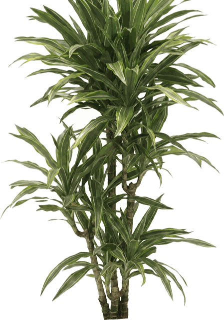 Dracaena Warneckii Cane