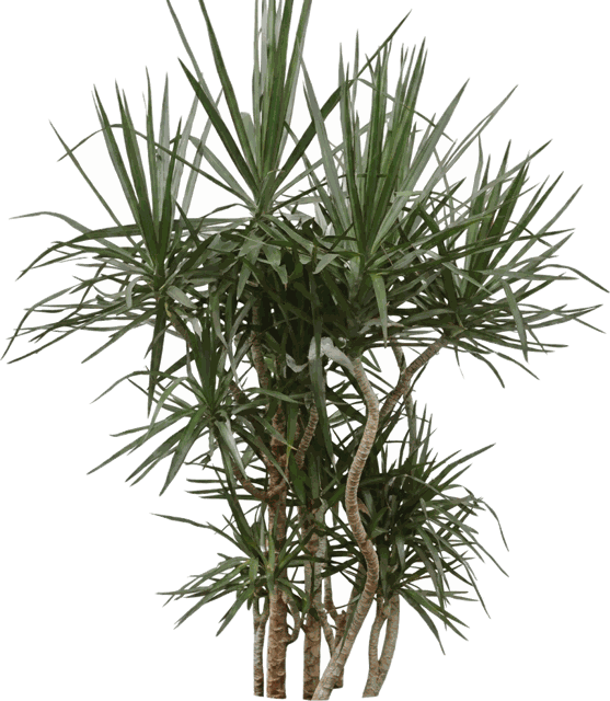 Exotic Marginata
