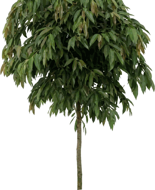 Ficus Amstel King