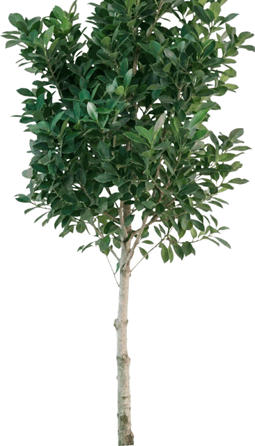 Ficus Moclame