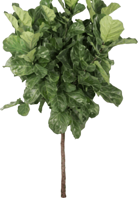 Fiddle Leaf Fig