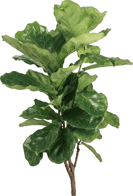 Fig Bush