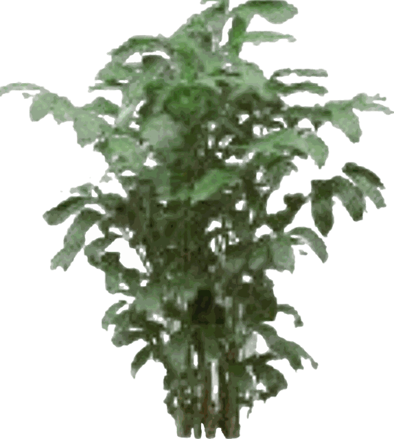 Fishtail Palm