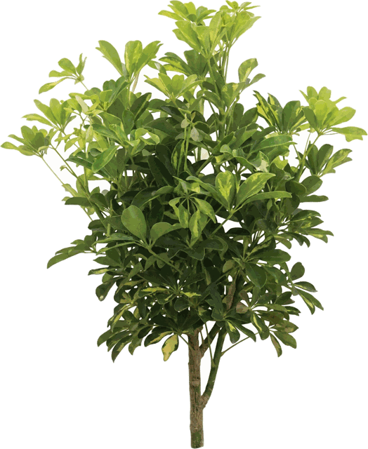 Gold Capella Bush