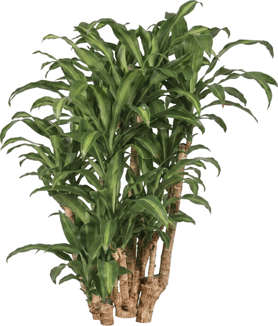 Hawaiian Massangeana Stump