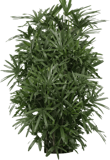 Hawaiian Rhapis Palm