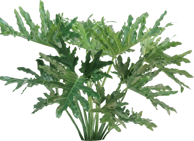 Hope Selloum Philodendron