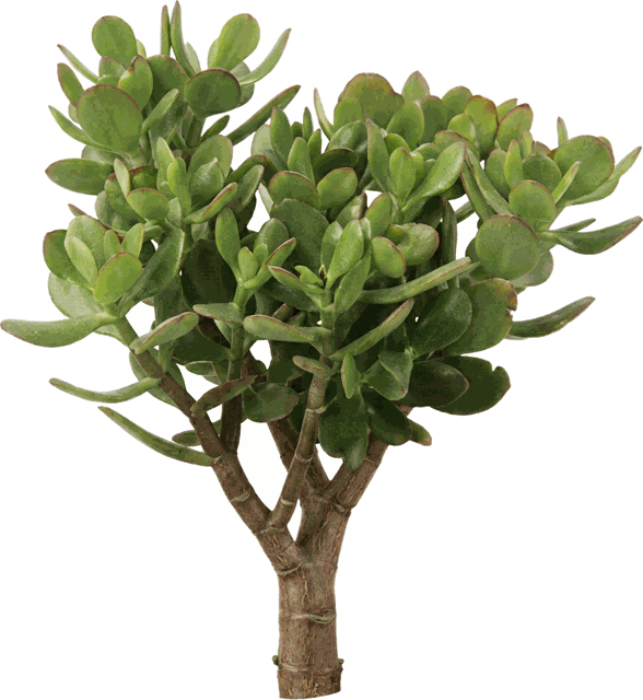 Jade Crassula