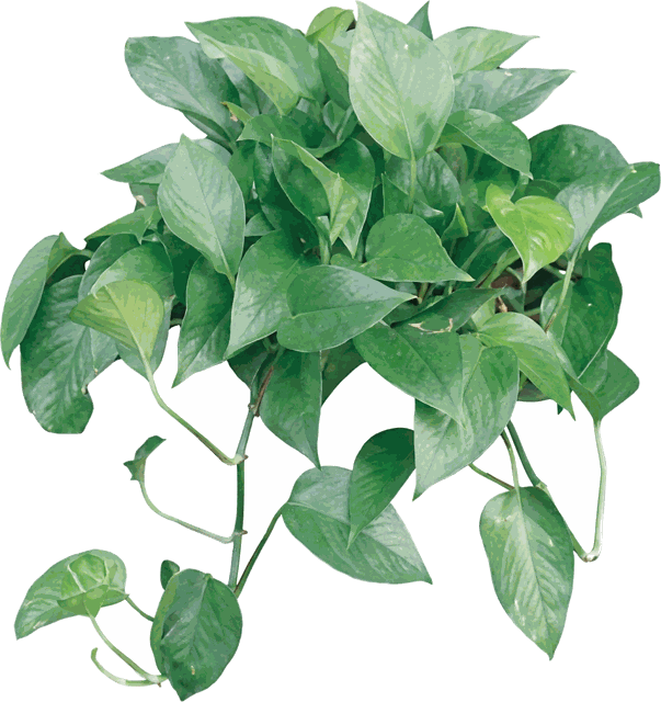 Jade Pothos