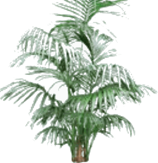 Kentia Palm