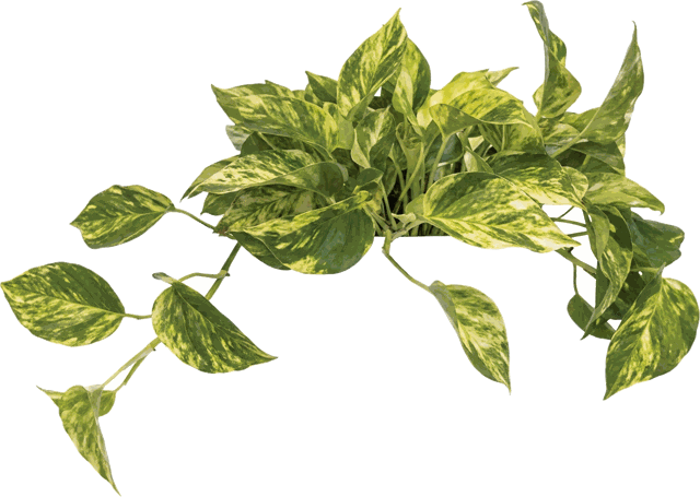 Marble Queen Pothos